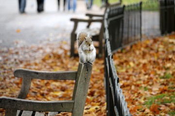 Autumn Photo