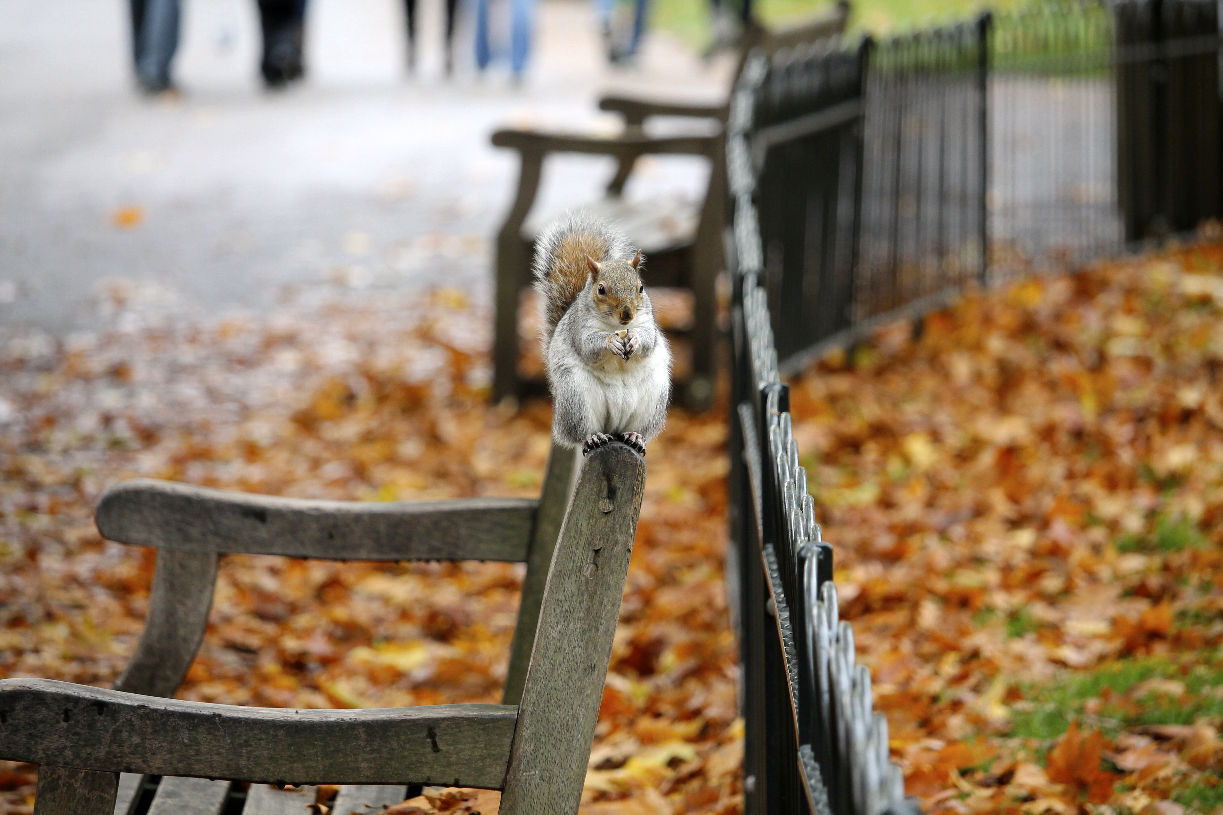 Autumn Photo